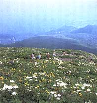 八丁坂のお花畑